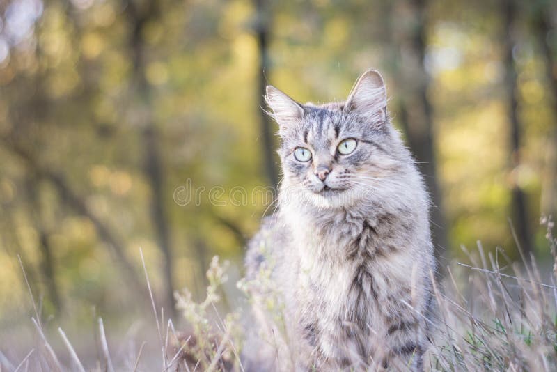 Cute ginger tabby cat sitting on a tall rock with a forest