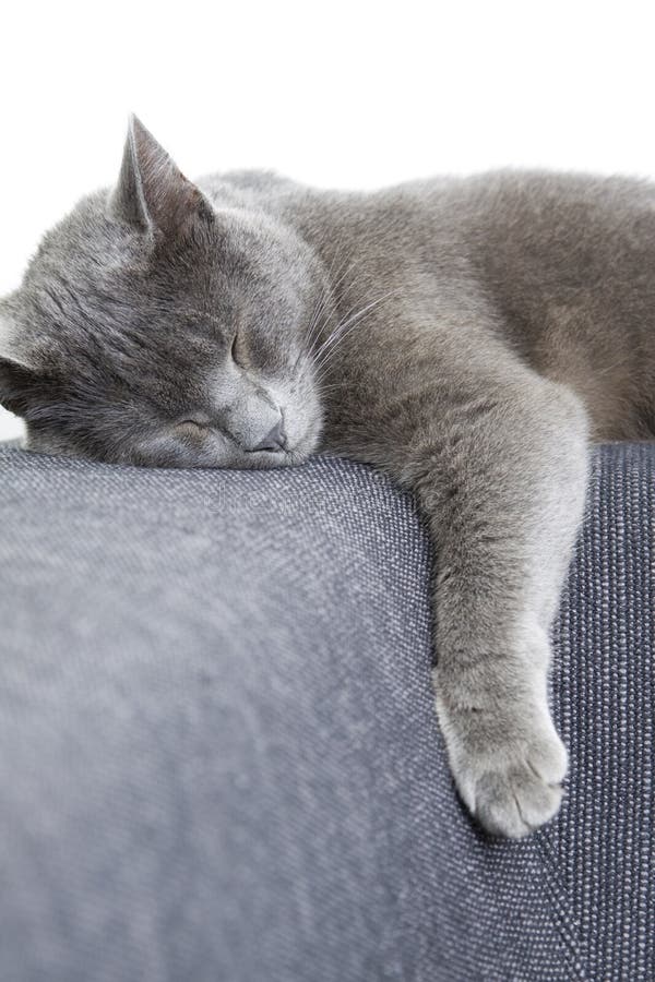 Gray cat sleeping on a sofa