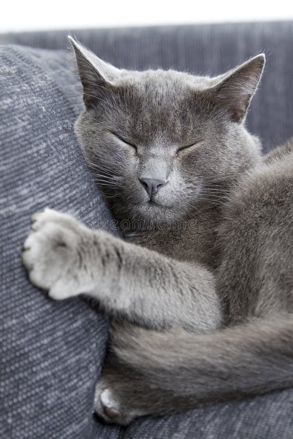 Gray cat on a sofa