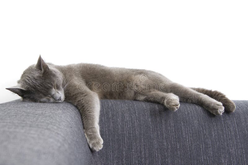 Gray cat on a sofa