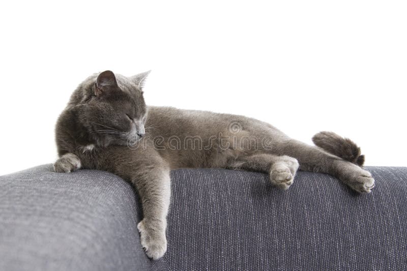 Gray cat on a sofa