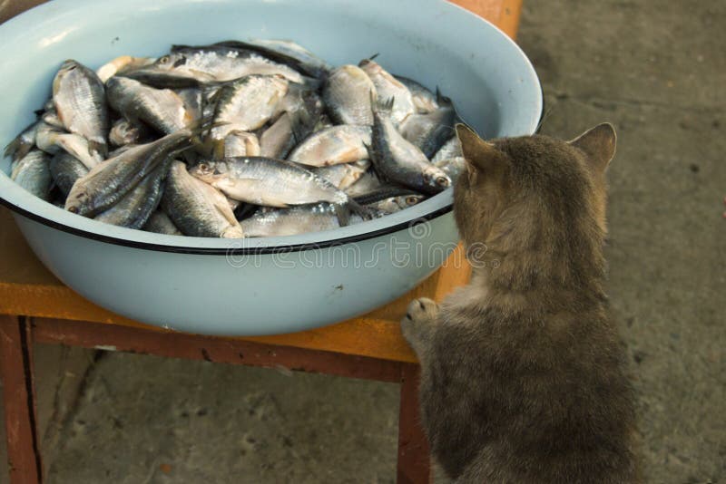 A gray cat steals a fish ram from a fisherman`s catch in the pelvis or on the market. Homeless street cat. Care for hungry homele stock photography A gray cat steals a fish ram from a fisherman`s catch in the pelvis or on the market. Homeless street cat. Care for hungry homele stock photography