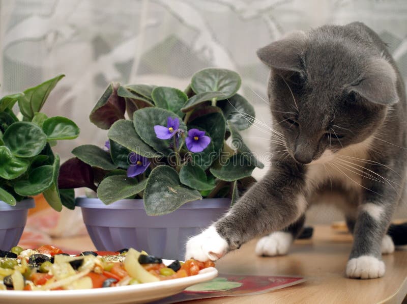Gray Cat Steals Food From The Plate Stock Photo Image of tomato