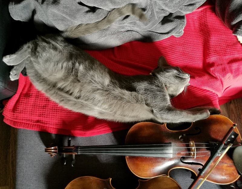 134 Cat Violin Stock Photos Free & RoyaltyFree Stock Photos from Dreamstime