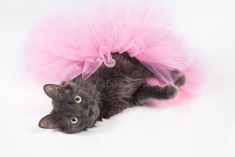 Gray Cat Wearing a Pink Tutu