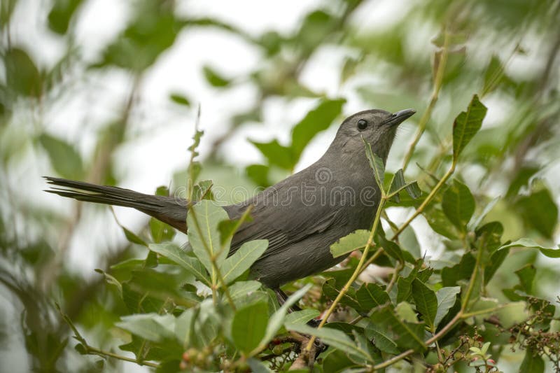 A Gray Catbird Bird Perched on a Tree Branch in Summer Florida Shrubs