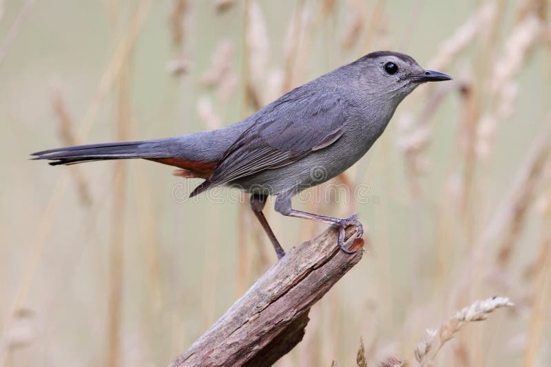 Gray Catbird (Dumetella carolinensis) on a log in a field. Log animal stock images, royalty-free photos and pictures