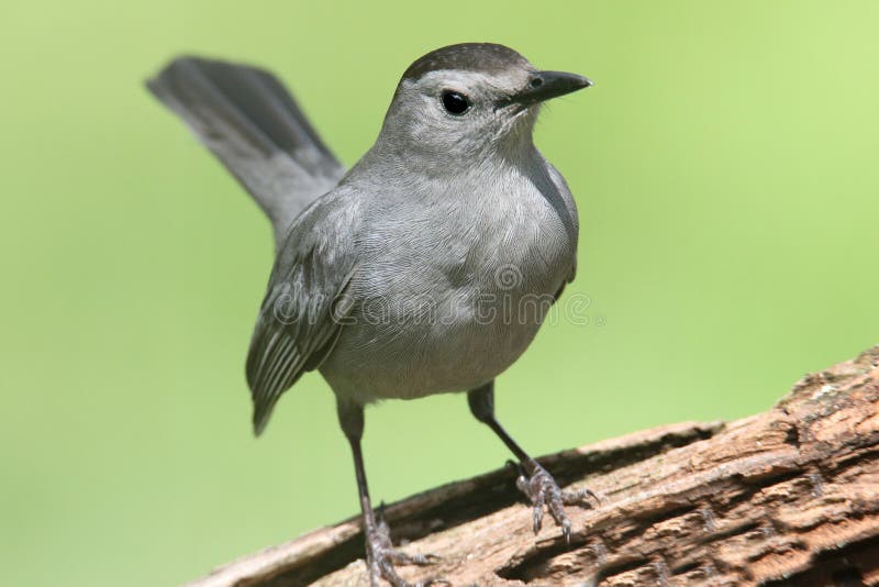 Gray Catbird (Dumetella carolinensis) on a log with a green background. Log animal stock images, royalty-free photos and pictures