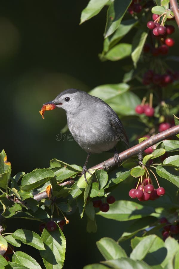 Gray Catbird Feeding stock photo. Image of feeding, passerine 18924098