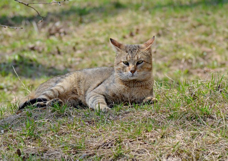 Gray Cats Walk on the Lawn, the Concept of Spring Stock Photo - Image ...