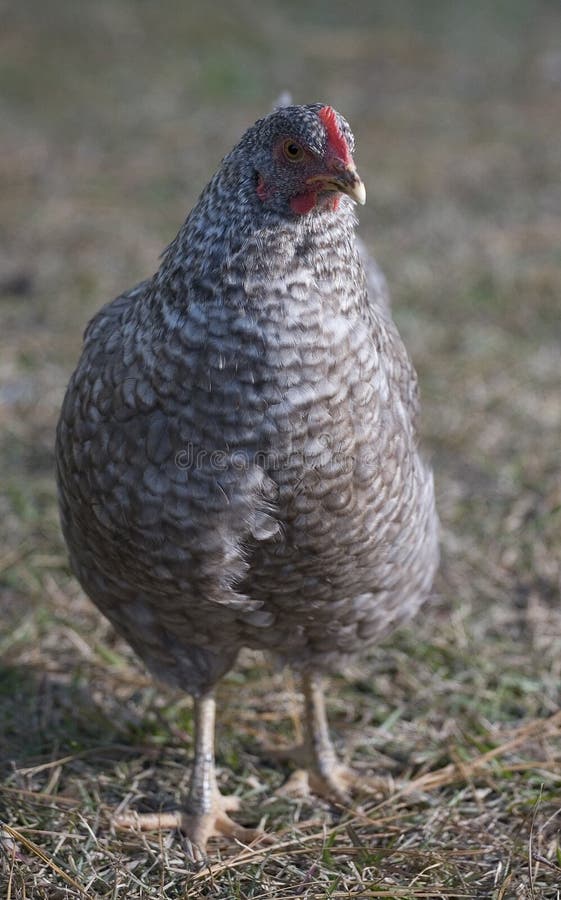 Gray chicken stock photo. Image of animal, chick, legs 10389104