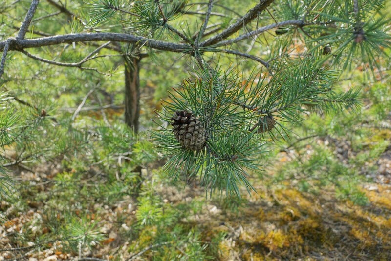 Gray cone on a thin pine branch with green needles stock photography