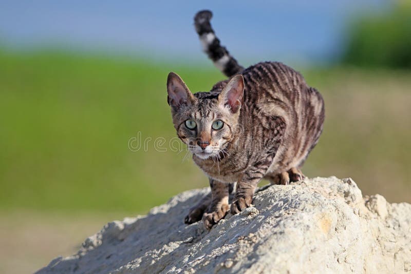 Gray Cornish Rex cat