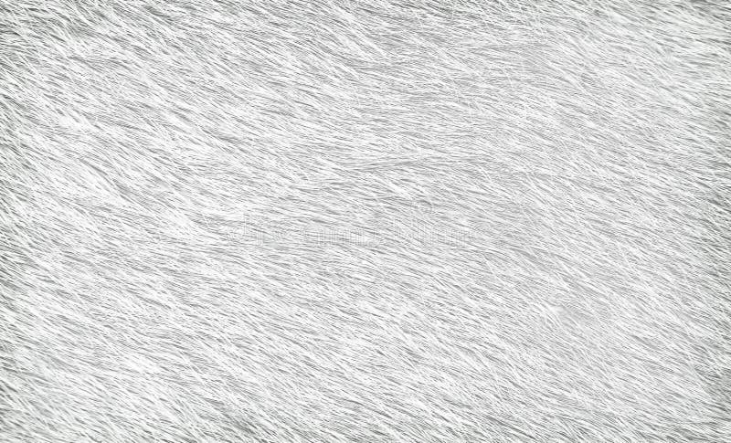 Gray cow fur texture abstract , animal skin patterns background stock photo