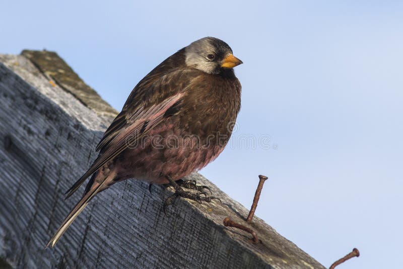 Gray-crowned rosy finch sitting on the roof of the old building royalty free stock image Gray-crowned rosy finch sitting on the roof of the old building royalty free stock image
