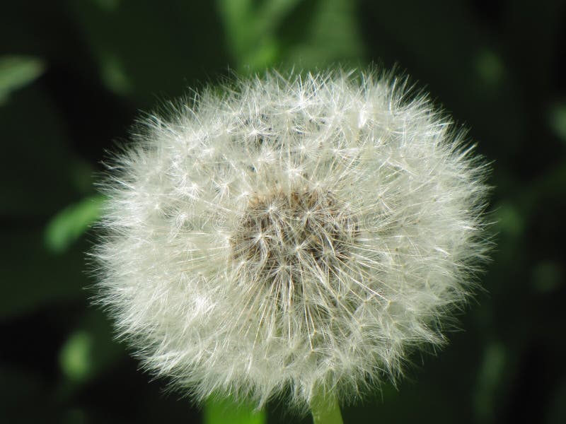 Gray dandelion... stock photo. Image of stem, forest 91850104