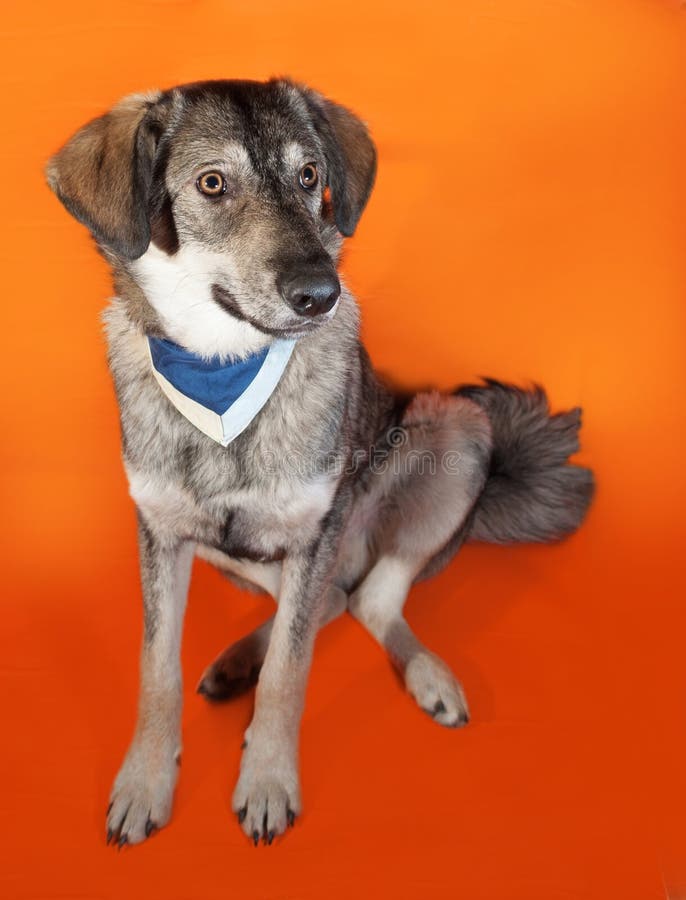 Gray Dog Blue Bandana Sitting Orange Stock Photos Free & RoyaltyFree