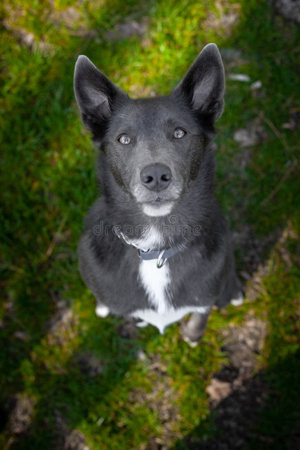 A Gray Dog with White Spots Sits on the Grass Stock Image Image of