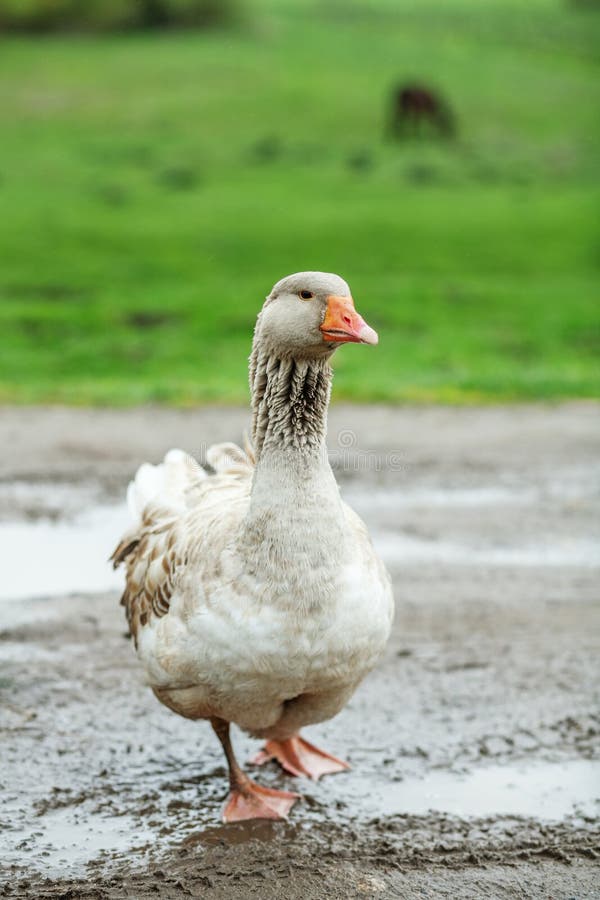 Gray domestic goose walking and looking. The concept is a poultry farm.