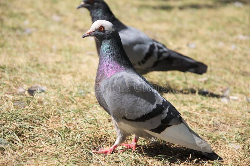 Gray dove bird stock image. Image of bird, fauna, standing 42506071