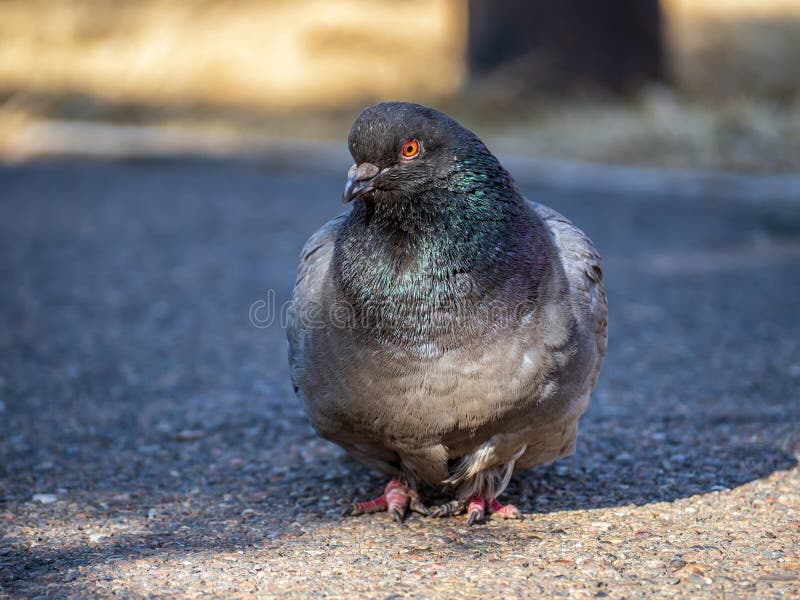 Gray Dove is Looking at the Camera Outdoors. Closeup Stock Photo