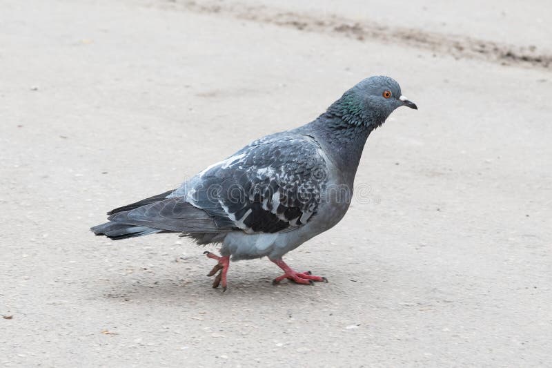 Gray dove walks along the road. Gray dove is walking along the road. One foot raised and tilted backward stock images Gray dove walks along the road. Gray dove is walking along the road. One foot raised and tilted backward stock images