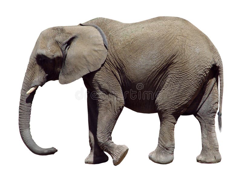 Gray Elephant stock image. Image of heavy, gray, thick 1216589