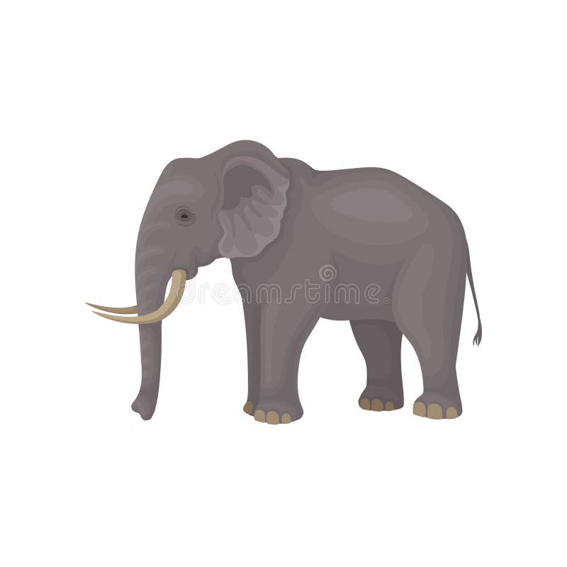Elephant Trunk Stock Illustrations – 23,711 Elephant Trunk Stock  Illustrations, Vectors & Clipart - Dreamstime