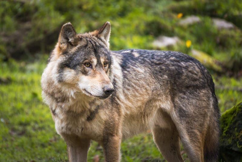 Gray or european or eurasian wolf, canis lupus lupus, France