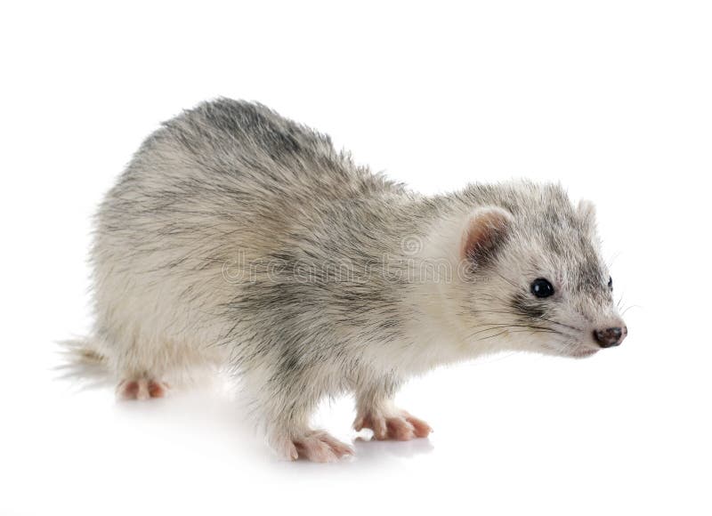 Gray ferret in studio stock image. Image of little, white 136677927