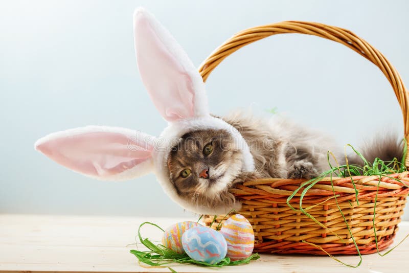 Gray Fluffy Cat with Bunny Ears in Easter Basket with Easter Eggs Stock