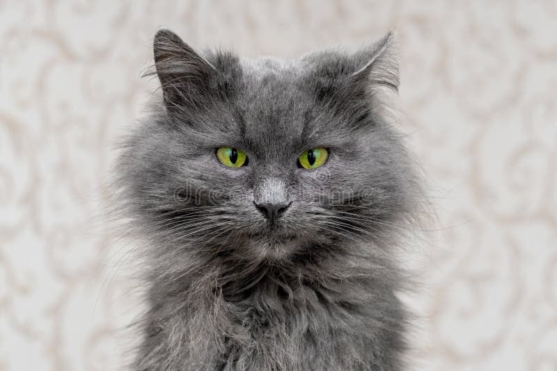 Gray Fluffy Cat with a Funny Look, a Cat with Green Eyes Stock Photo