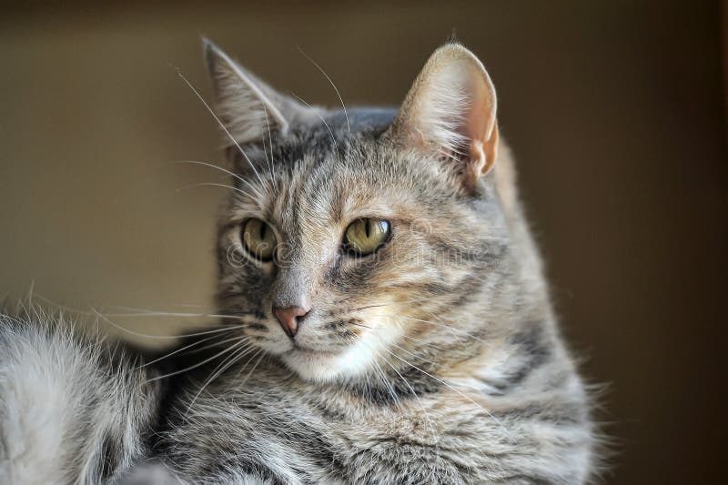 Gray fluffy tabby cat stock image. Image of feline, funny 178229499