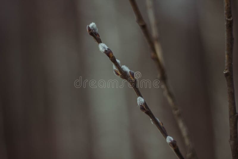 Gray fluffy willow buds on a brown branch in the spring. Close up. Willow blossom before Easter royalty free stock photo Gray fluffy willow buds on a brown branch in the spring. Close up. Willow blossom before Easter royalty free stock photo