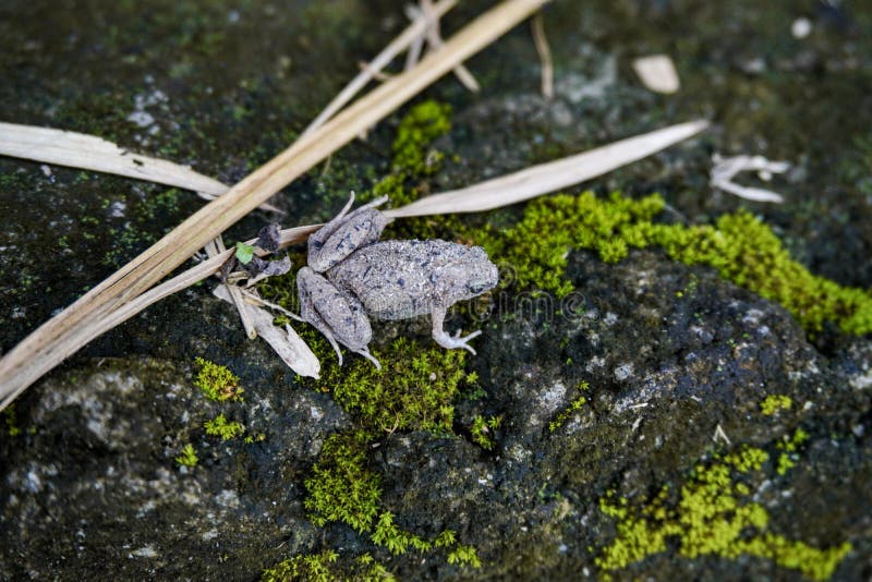 Gray Frog Toad on Mossy Rock with Scattered Bamboo Leaves Stock Image