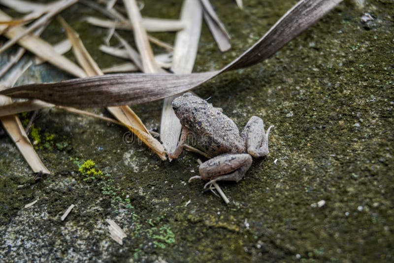 Gray Frog Toad on Mossy Rock with Scattered Bamboo Leaves Stock Image