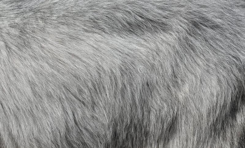 Goat fur background stock image. Image of fluffy, hairy - 18453625