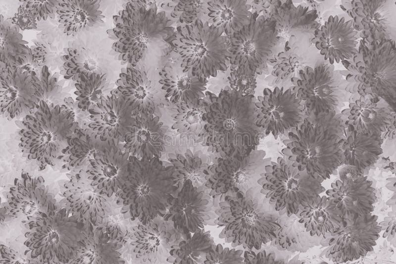 Gray gradient abstract background with chrysanthemum flowers pattern. Gray gradient abstract texture background with chrysanthemum flowers pattern royalty free stock photography Gray gradient abstract background with chrysanthemum flowers pattern. Gray gradient abstract texture background with chrysanthemum flowers pattern royalty free stock photography