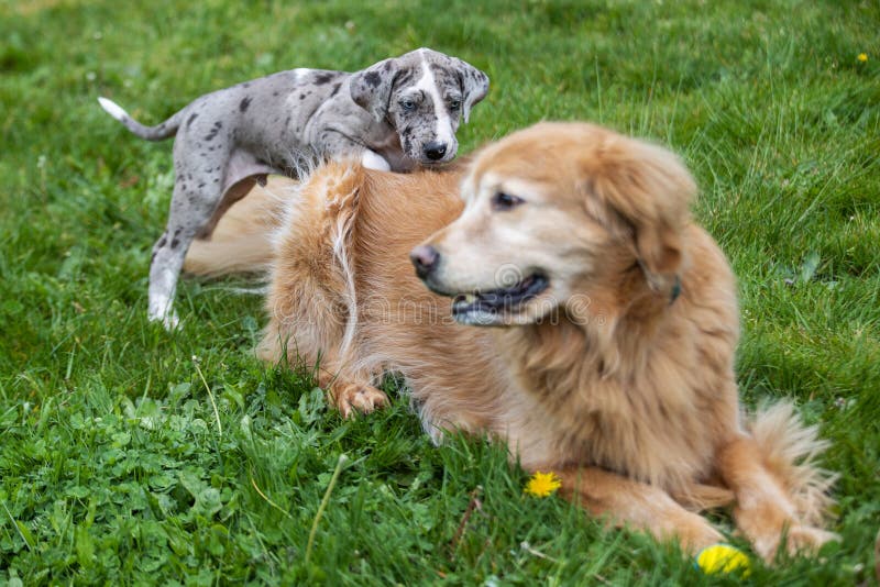 Gray Great Dane Puppy Dog stock photo. Image of young 182170402