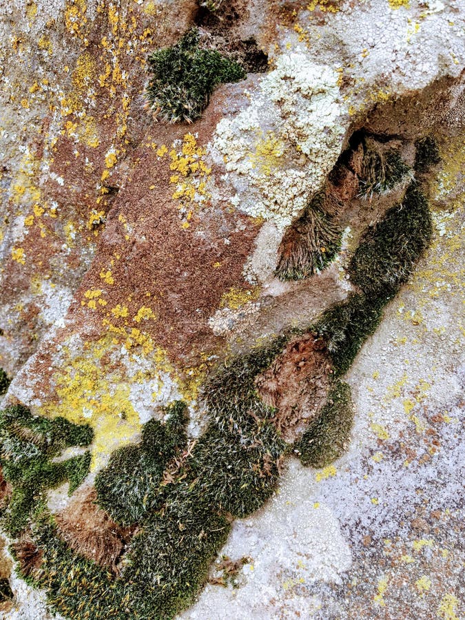 Gray, Green, Black, Lichen on rock, symbiotic combination of a fungus with an algae or bacterium, close up, macro in fall on the Y stock photo Gray, Green, Black, Lichen on rock, symbiotic combination of a fungus with an algae or bacterium, close up, macro in fall on the Y stock photo