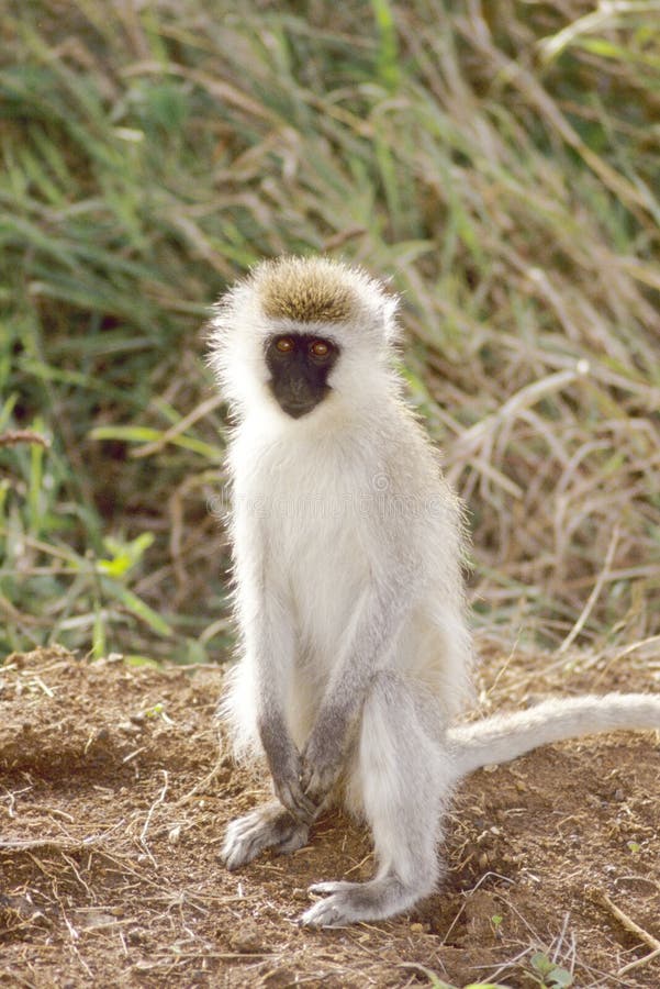 Gray green vervet monkey