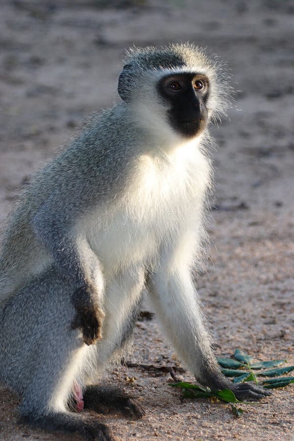 Gray green vervet monkey