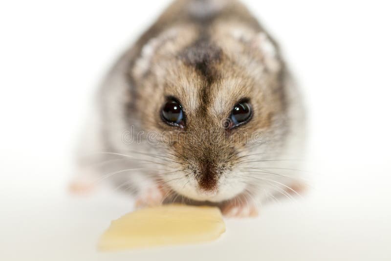 are hamsters allowed cheese