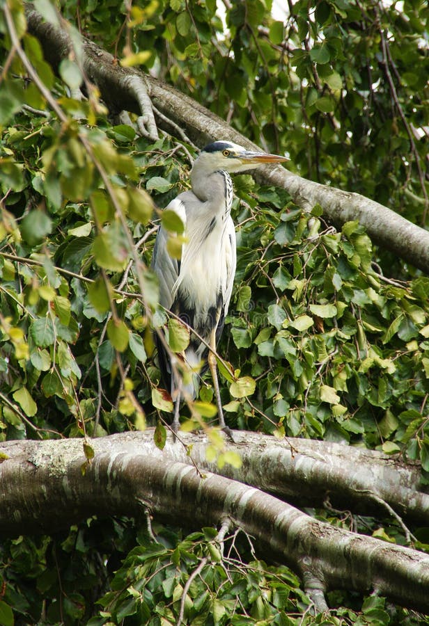 Gray Heron