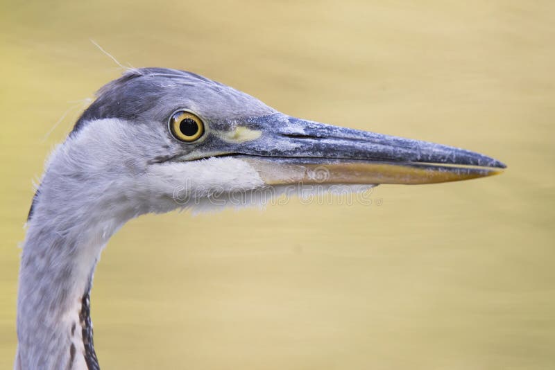 Volavka popelavá ardea cinerea, zblízka portrét hlavy, velký brodivý pták stojící ve vodě, podrobnosti o jeho šedém peří