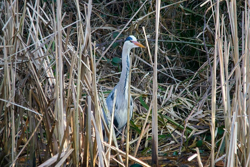 Gray Heron Ardea cinerea kamouflerad i reeds royaltyfri bild