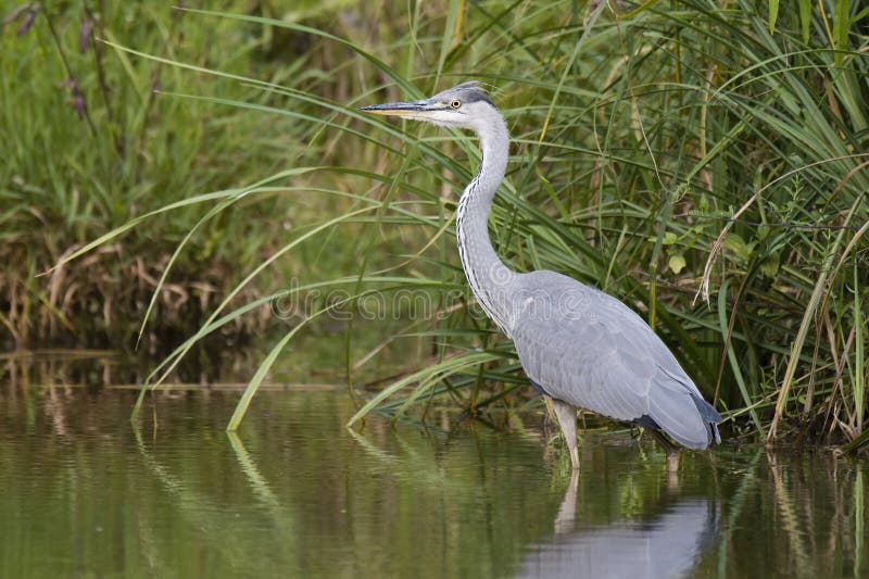 Volavka popelavá ardea cinerea, foto tohoto velkého šedého brodivého ptáka v jeho přirozeném prostředí, pták stojící ve vodě