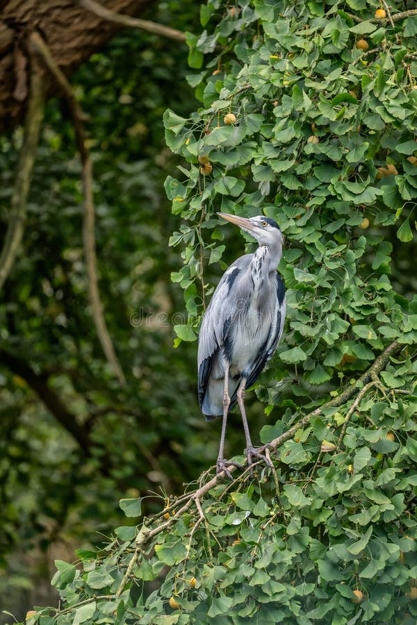 Gray Heron Ardea Cinerea on Tree Branch fotografering för bildbyråer
