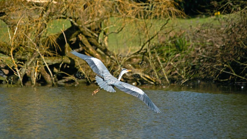 Gray Heron Ardea cinerea under flygning royaltyfria bilder
