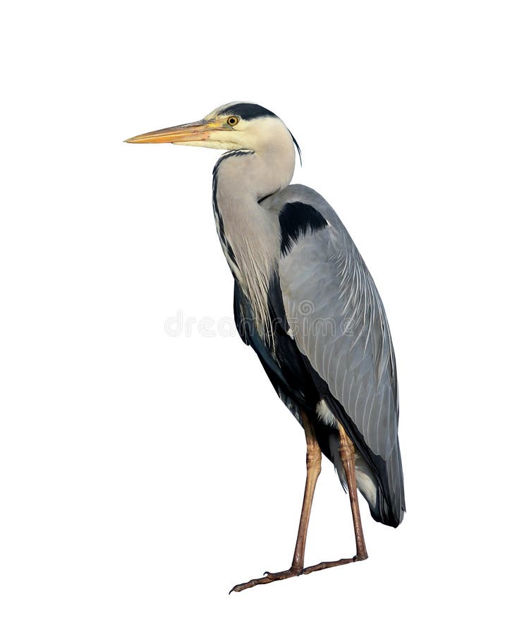 Gray heron isolated on white background